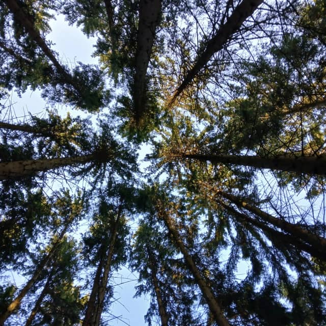 Obora Lanškroun Forest - Image 1