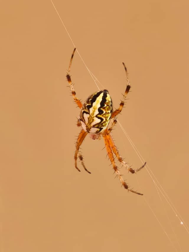 Başakşehir Nature Macro Spot - Image 1