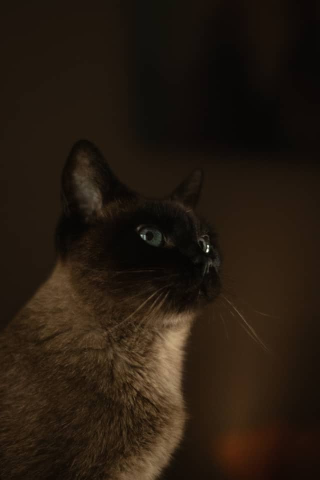 Vila Olga Maria Pet Portrait - Image 1