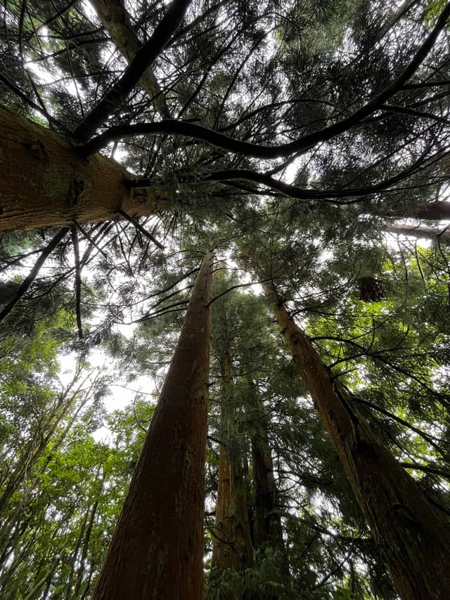 Povoação Forest Canopy - Image 1