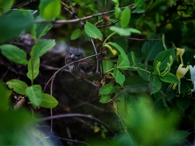 Pervozvanivka Garden Wildlife - Image 1