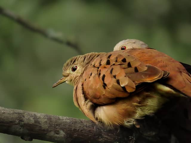 Villeta Nature Trails - Image 1
