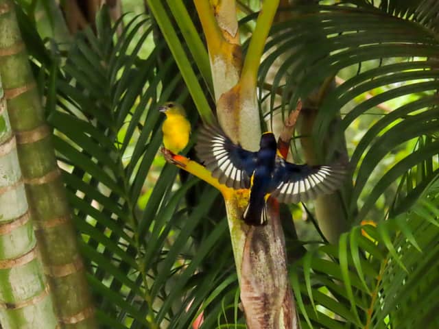 Tropical Birding Spot, Nimaima - Image 1