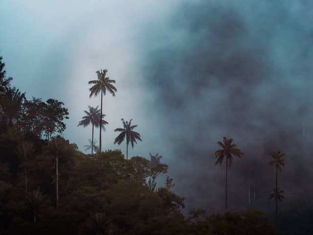 Cocora Valley Wax Palms - Image 1