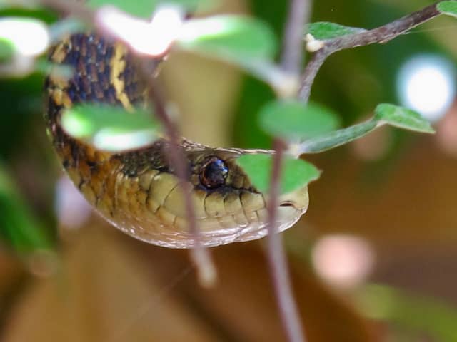 Kingston Garden Wildlife - Image 1
