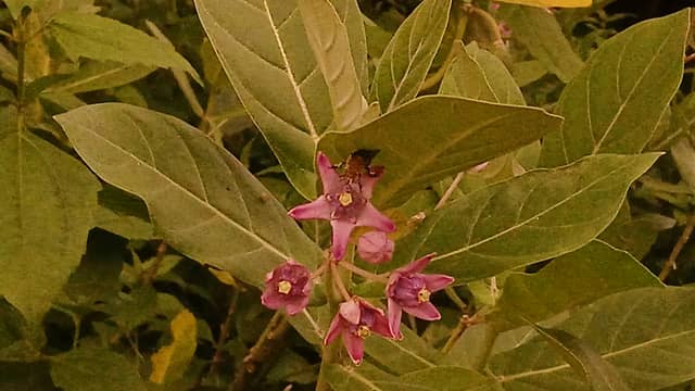 Kanna Vihar Garden Flora - Image 1