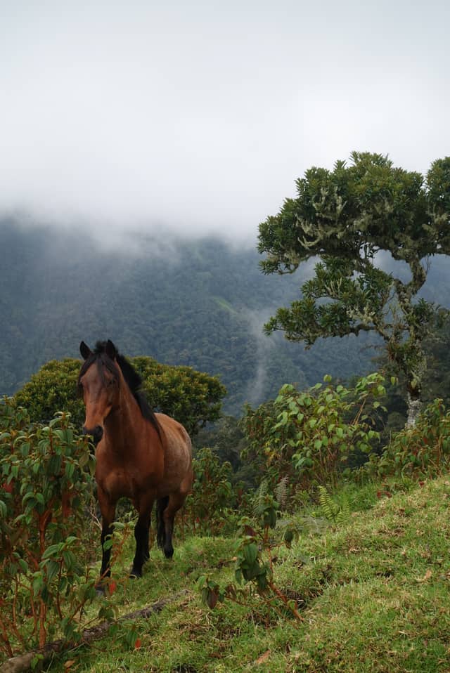 Cocora Valley Highlands - Image 1