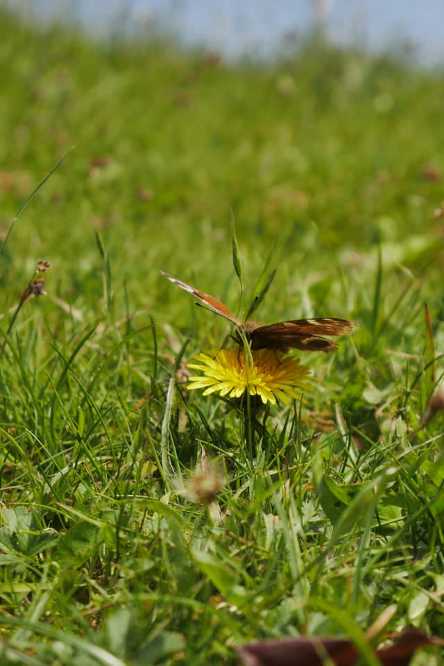 Bridgend Wildflower Meadow - Image 1