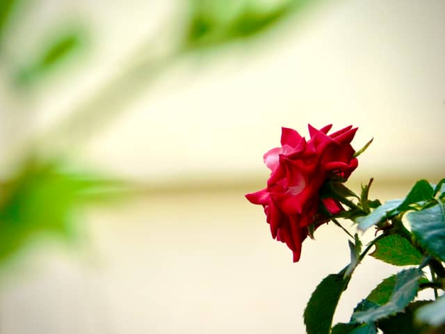 Medipally Floral Garden - Image 1
