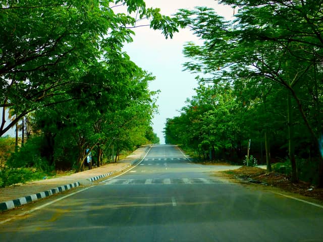Lush Tree-Lined Roadway - Image 1