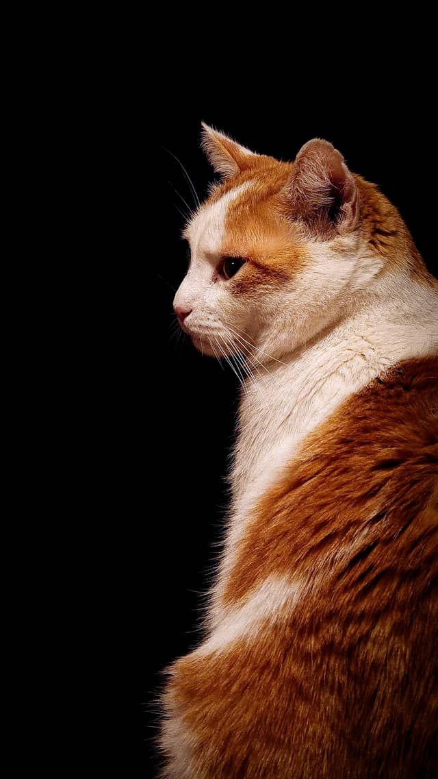 Jodoigne Pet Photography Studio - Image 1