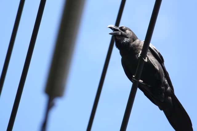 Urban Wildlife in Shiroishi - Image 1