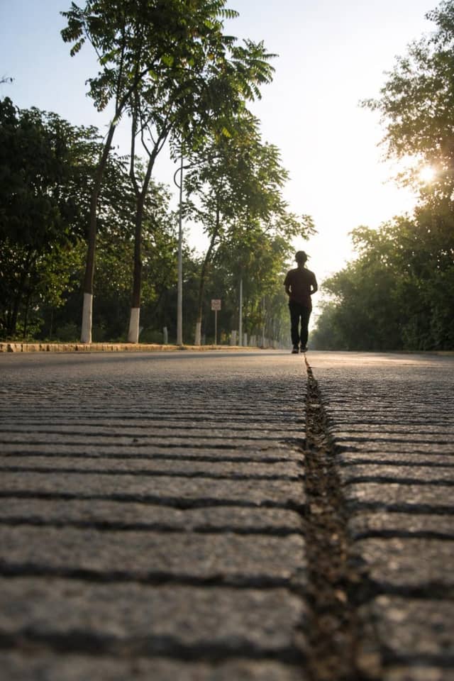 Tree-Lined Paved Path - Image 1