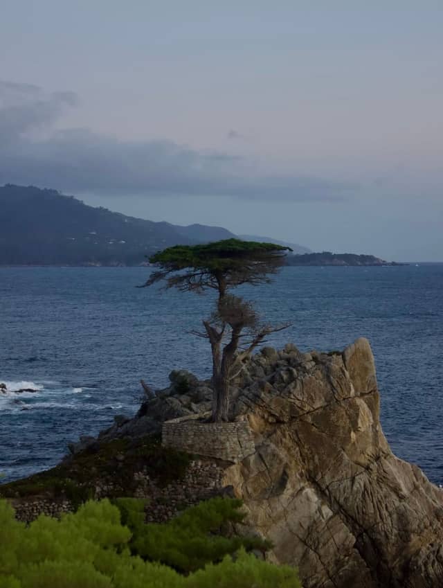 The Lone Cypress - Image 1