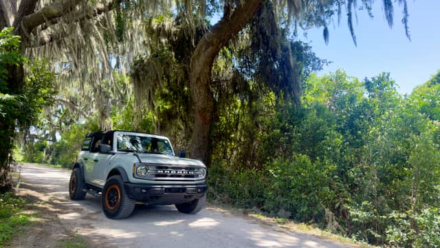 Spanish Moss Road near Savannah - Image 1