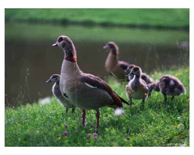 Karlsaue Park - Image 1