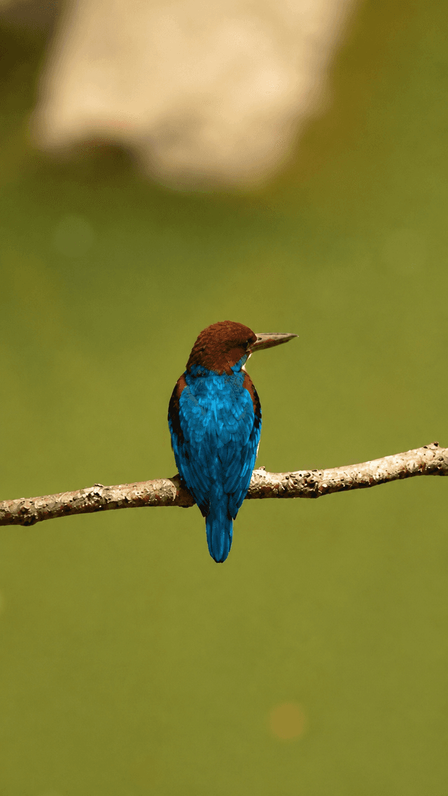 Borivali Birding Spot - Image 1