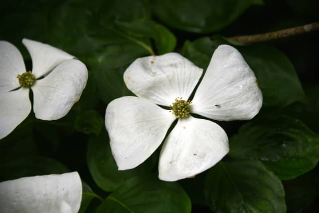 Saint-Biez-en-Belin Garden - Image 1