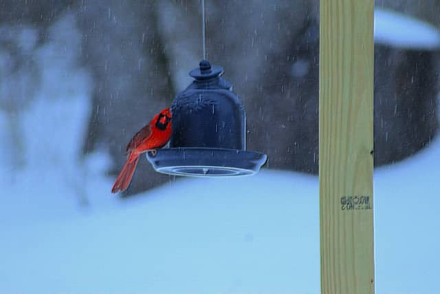 Churchville Backyard Birding - Image 1