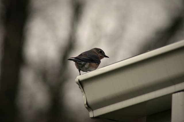 Churchville Garden Birding - Image 1