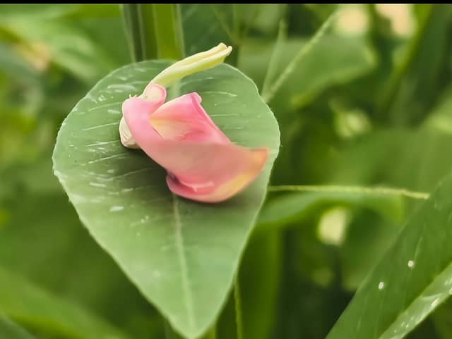 Nong Mai Daeng Botanical Detail - Image 1