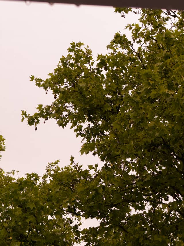 Linz Residential Greenery - Image 1