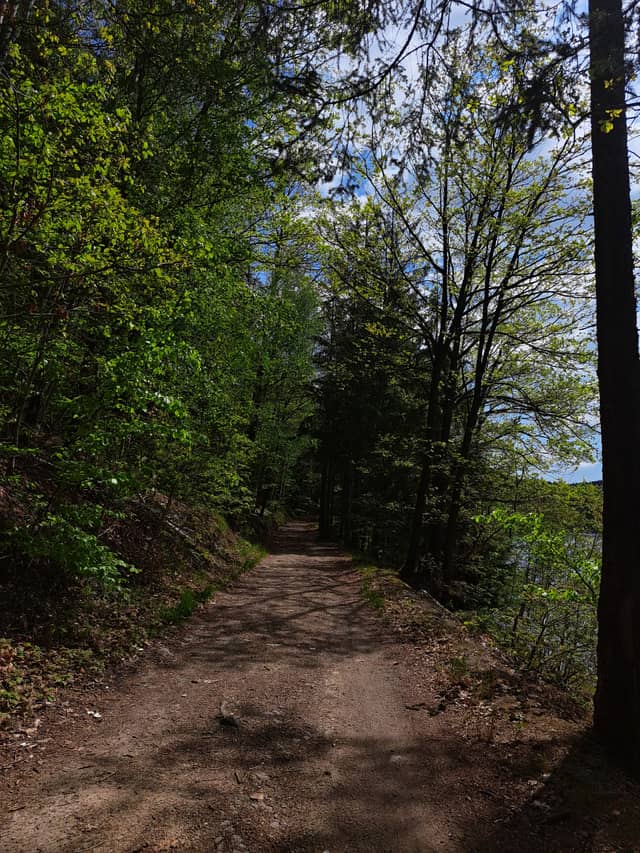 Klingenberg Reservoir Forest Trail - Image 1