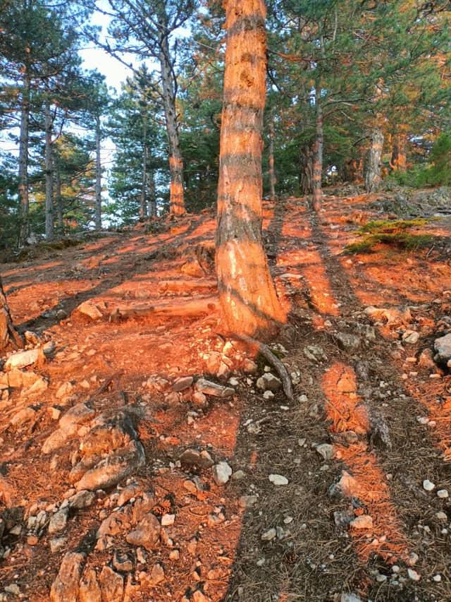 Isparta Pine Forest Hillside - Image 1