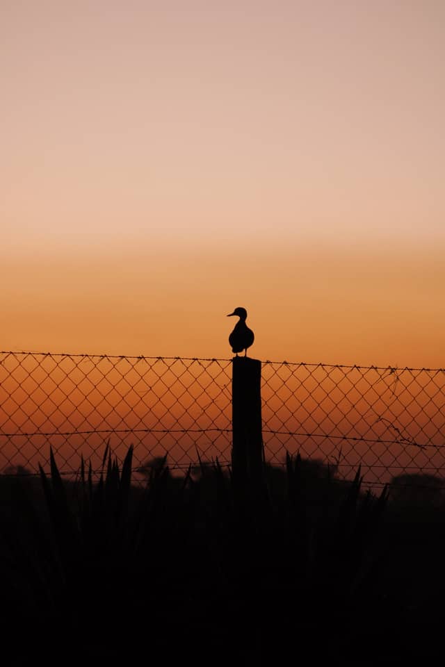 Maciel Countryside Sunset - Image 1