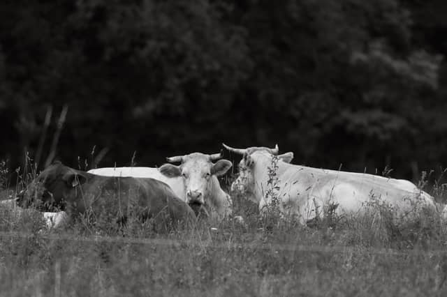 Pastures of Bytča - Image 1