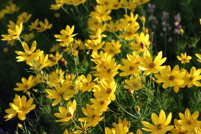 Ureterp Garden Blooms - Image 1