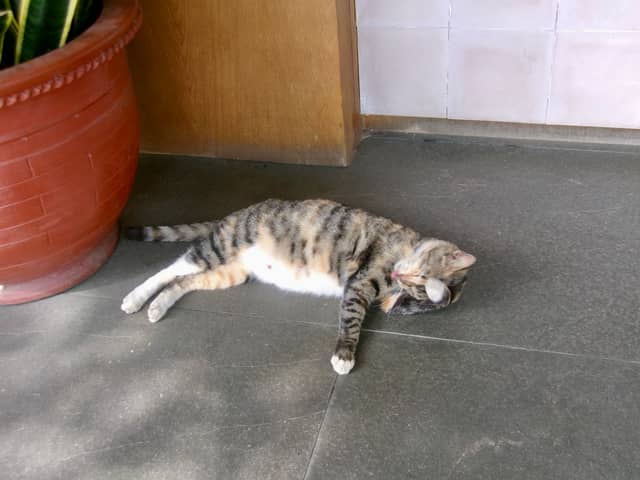 Magelang Local Life - Image 1