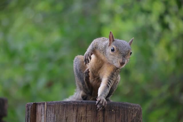 New Port Richey Wildlife Spot - Image 1