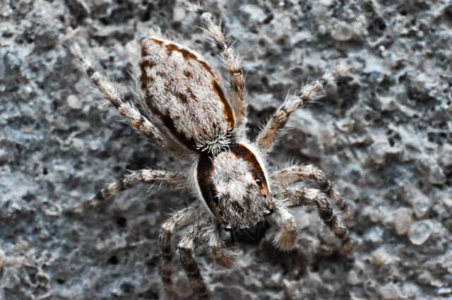 Três de Maio Macro Spot - Image 1
