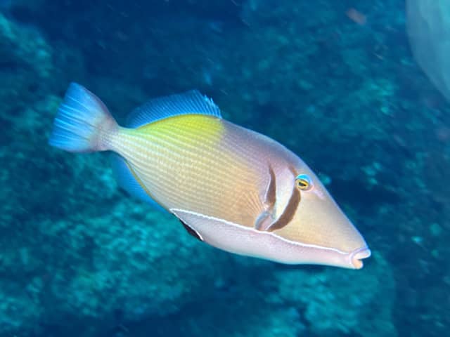 Nawiliwili Bay Underwater Reef - Image 1