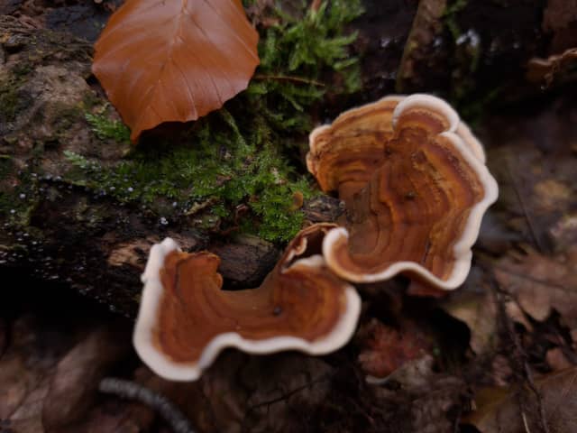 Veluwezoom National Park - Forest Floor - Image 1