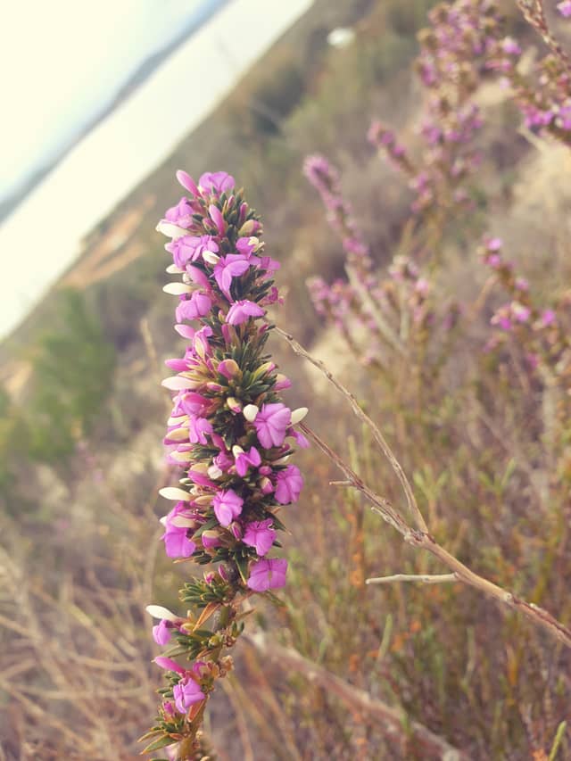 Du Toitskloof Pass Wildflowers - Image 1