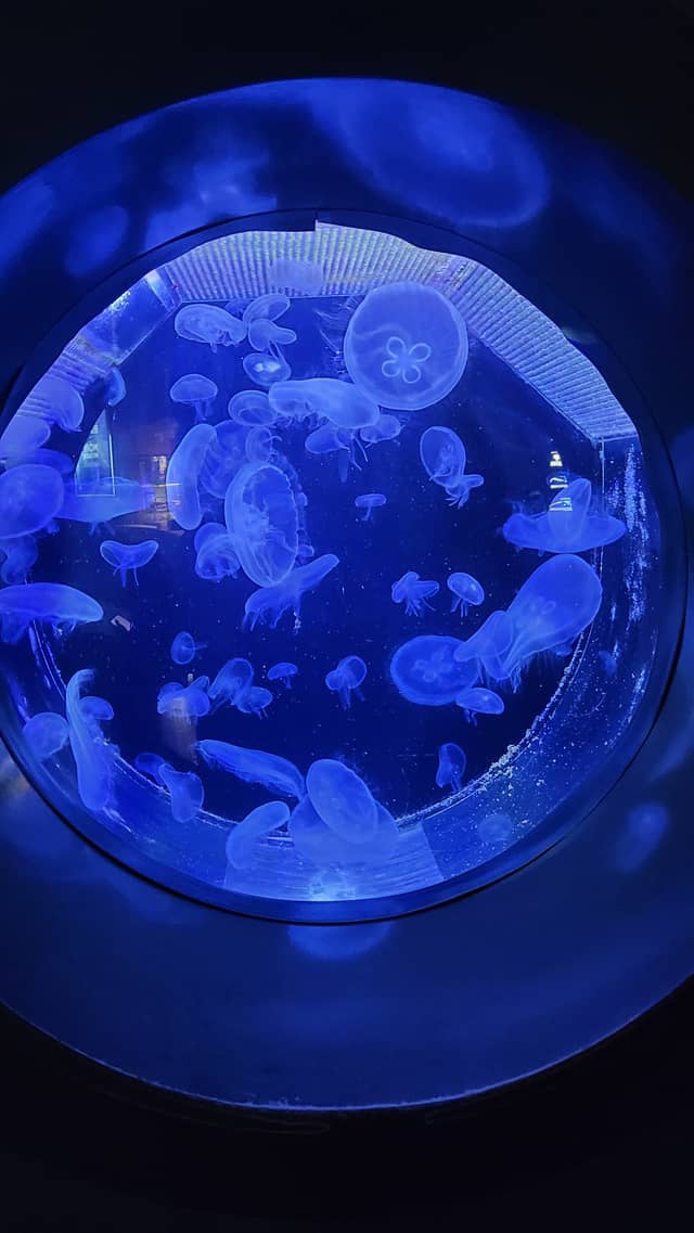 Jellyfish Aquarium at Bolshaya Ordynka - Image 1