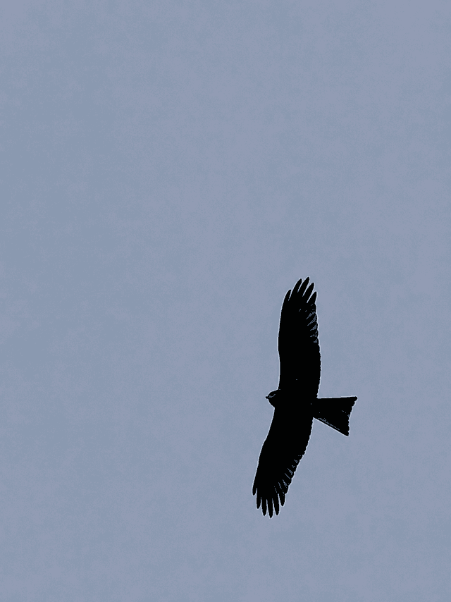 Kasur Raptor Skies - Image 1
