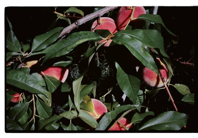 Ustyuzhna Orchard Garden - Image 1