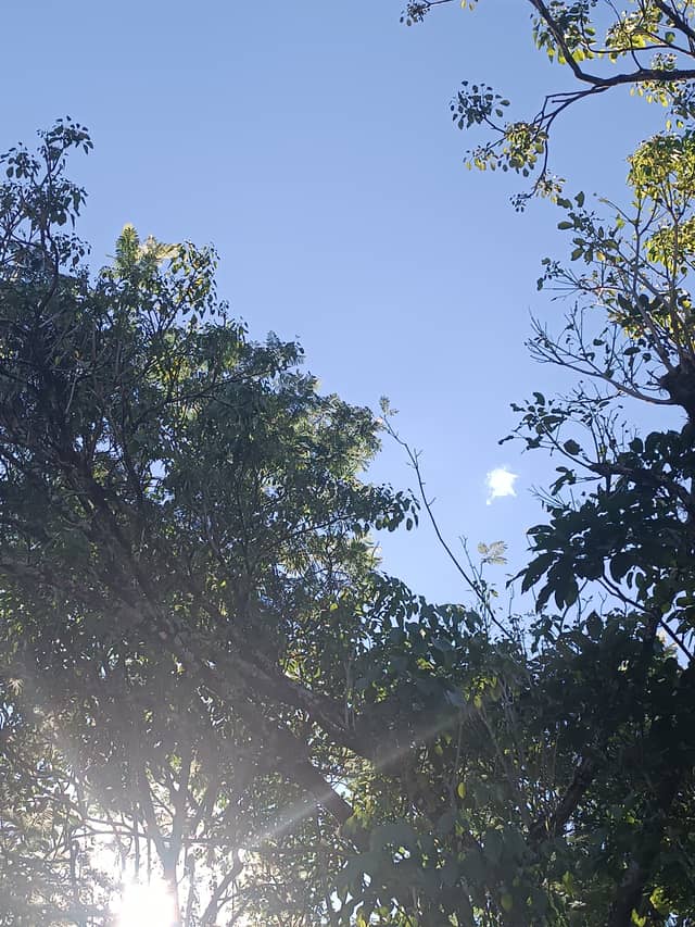 Urban Canopy in Pereira - Image 1