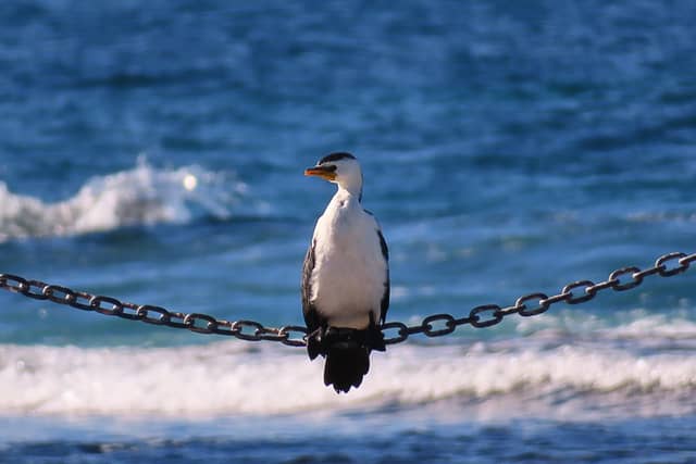 Mona Vale Waterfront - Image 1