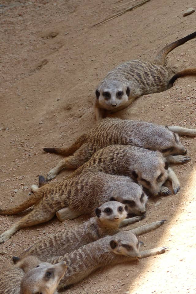 Parc Animalier des Pyrénées - Image 1
