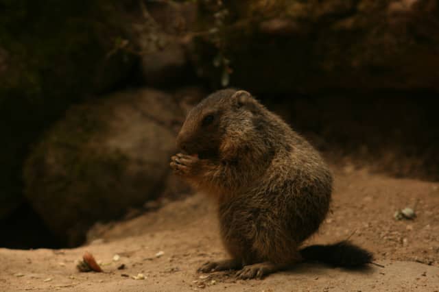 Parc Animalier des Pyrénées - Image 1