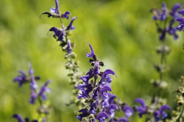 Vrhnika Wildflower Meadows - Image 1