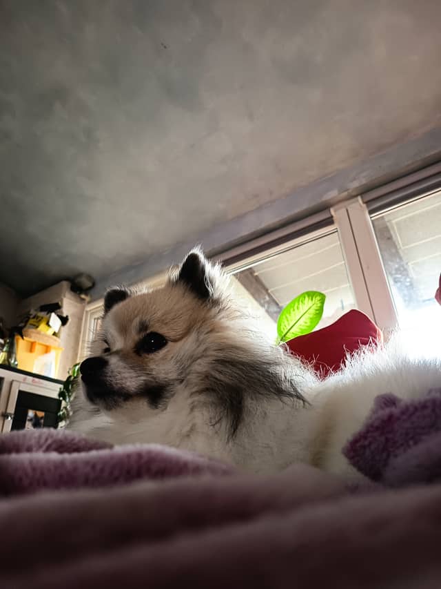 Ljubljana Residential Pet Portrait - Image 1