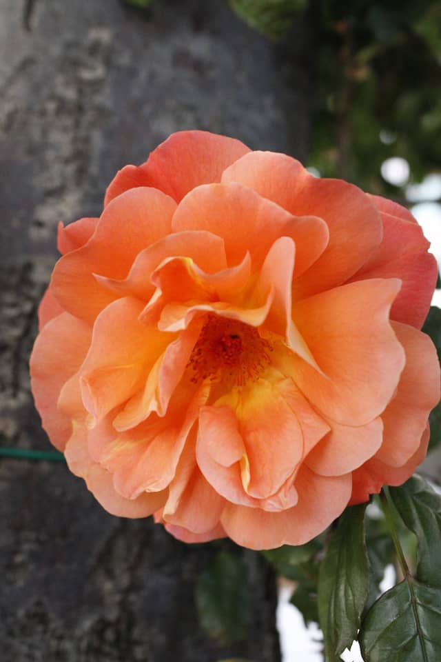 Ljubljana Garden Rose - Image 1