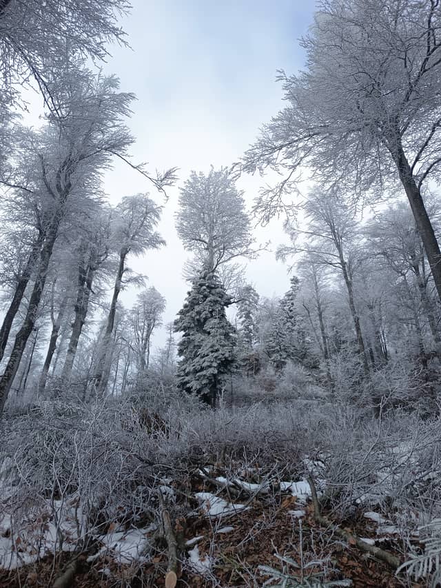 Zapotok Forest - Image 1