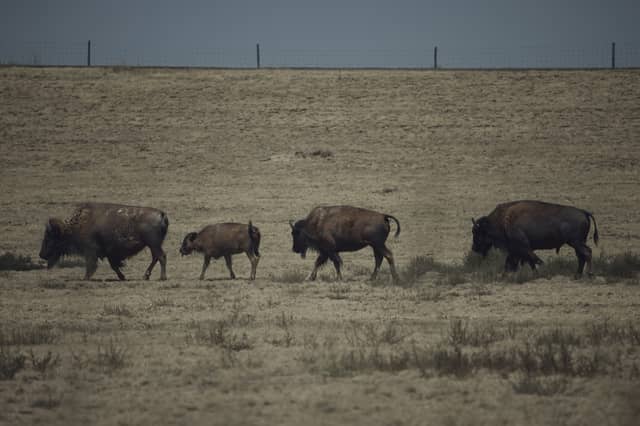 Rocky Mountain Arsenal National Wildlife Refuge - Image 1