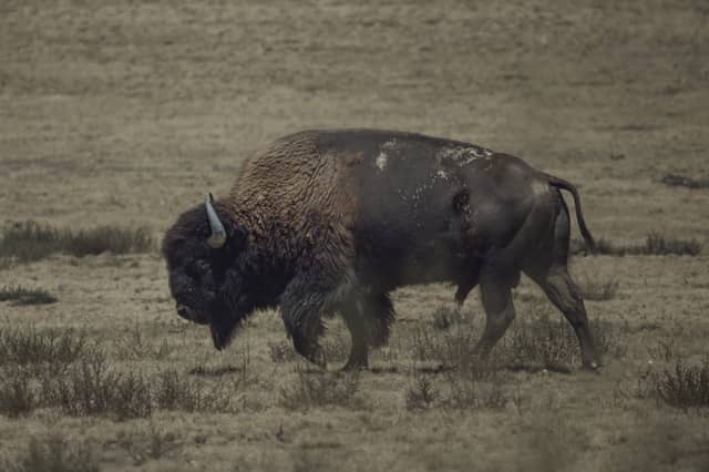 Rocky Mountain Arsenal National Wildlife Refuge - Image 1